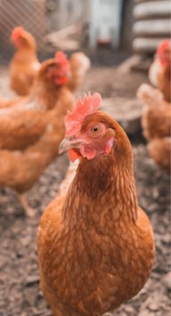 6ab559b267024c70aebb25e5e11b8f61