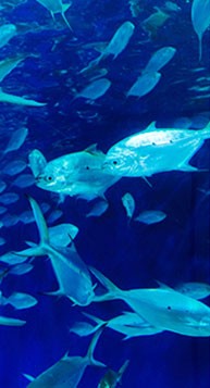 86e63e462d1444caad27c9c8c96afac9