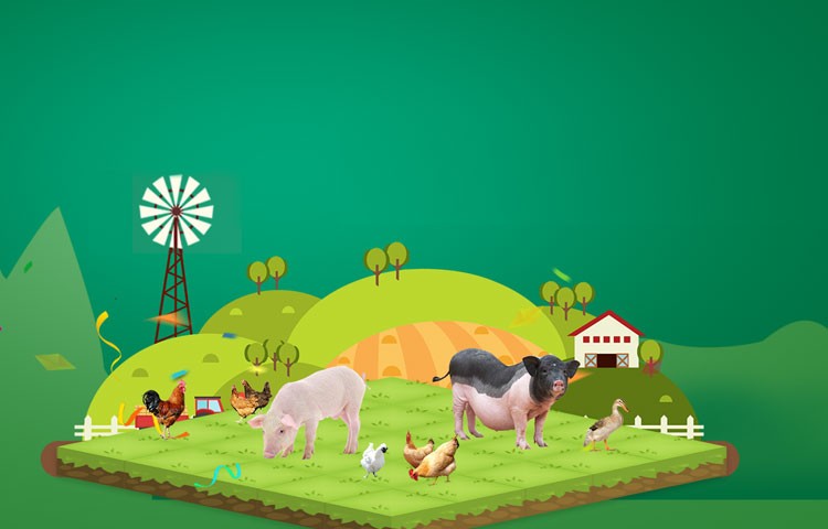 97国际官网养殖成本更低、更赢利，做高性价比饲料辅导者